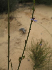 Comesperma scoparium