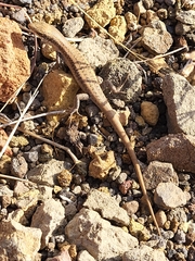 Chioninia fogoensis