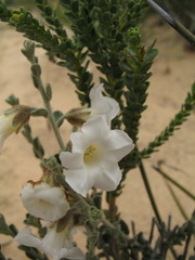 Bonamia rosea
