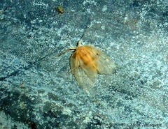 Eriomastyx griseobasis