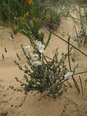 Bonamia rosea