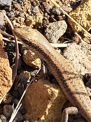 Chioninia fogoensis