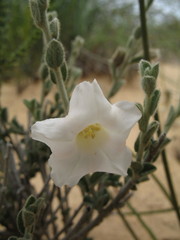 Bonamia rosea