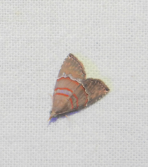 Nolasena ferrifervens