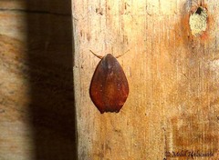 Macaduma