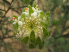 Pimelea imbricata