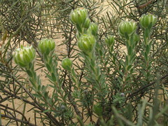 Pimelea imbricata