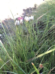 Helichrysum monticola