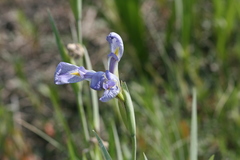 Iris hexagona
