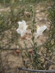 Bonamia rosea