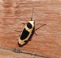 Thysanoptyx