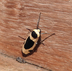 Thysanoptyx