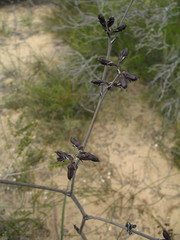 Haemodorum spicatum