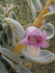 Quoya oldfieldii