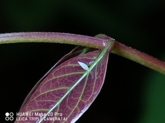 Eurema sari