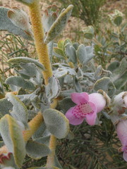 Quoya oldfieldii