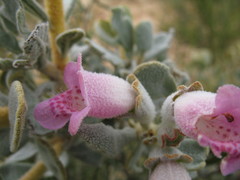 Quoya oldfieldii