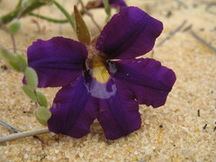 Scaevola phlebopetala