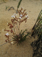 Stylidium kalbarriense