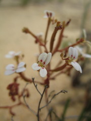 Stylidium kalbarriense