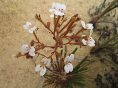 Stylidium kalbarriense