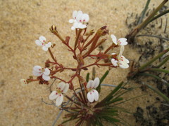 Stylidium kalbarriense