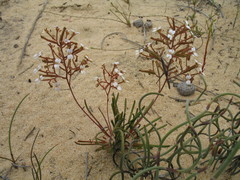 Stylidium kalbarriense