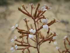 Stylidium kalbarriense