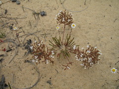 Stylidium kalbarriense