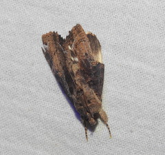 Ercheia