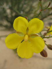 Hibbertia conspicua