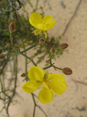 Hibbertia conspicua