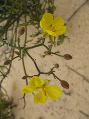 Hibbertia conspicua
