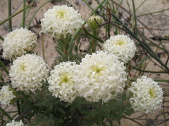 Pimelea imbricata