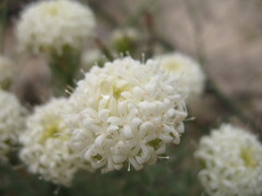 Pimelea imbricata
