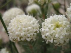 Pimelea imbricata