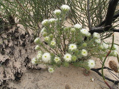 Pimelea imbricata