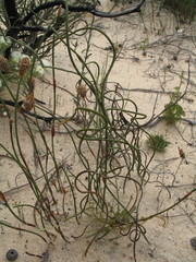 Lepidobolus preissianus