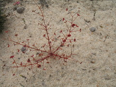 Drosera humilis
