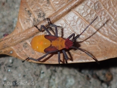 Jadera sanguinolenta