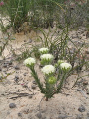 Pimelea imbricata