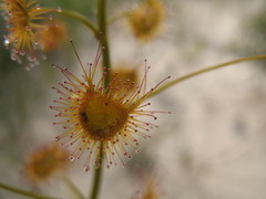 Drosera neesii