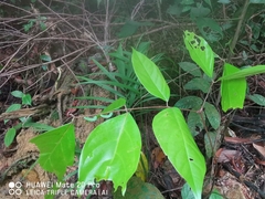 Archidendron jiringa