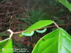 Archidendron jiringa