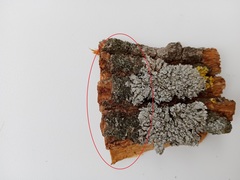 Phaeophyscia nigricans