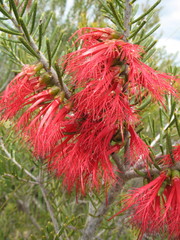 Melaleuca quadrifida