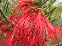 Melaleuca quadrifida