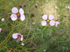 Diplopeltis huegelii