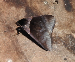 Crithote pallivaga