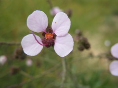 Diplopeltis huegelii
